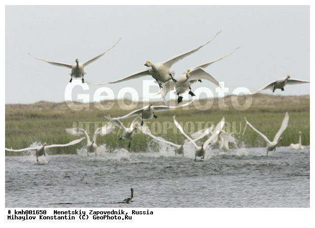 �������� ������, ��������, ��������, ��������, �����������, �����������������, ������������� �����, ������������� �����, XYZ, ������, Anatidae, ����� ������, ��������� ������, Cygnus bewickii